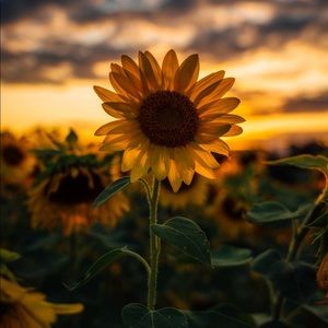 Meet your Posher, Angel